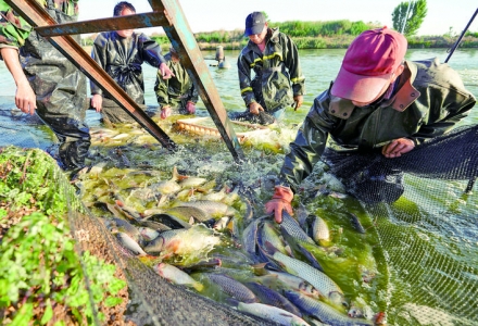 永济市杨马村村民准备出售自家鱼塘各种鱼类
