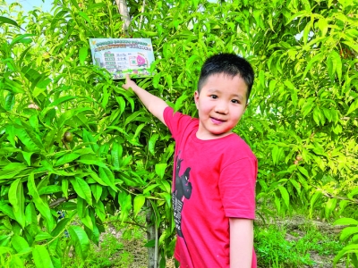 平陆风口桃花源主题公园
