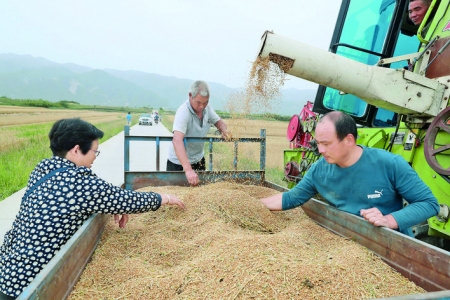 运城市小麦年产量稳定在13亿公斤以上，今年再获丰收