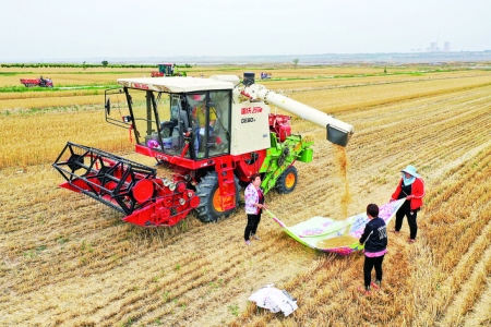 运城市小麦年产量稳定在13亿公斤以上，今年再获丰收