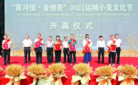 运城市小麦年产量稳定在13亿公斤以上，今年再获丰收