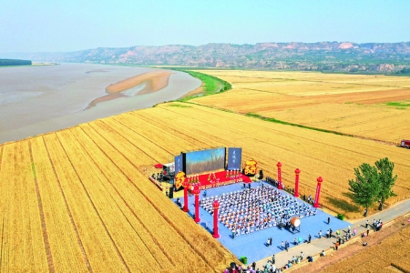 运城市小麦年产量稳定在13亿公斤以上，今年再获丰收