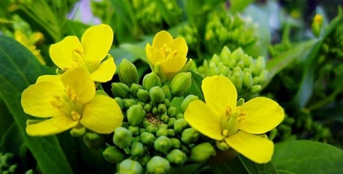 两碟白菜花——王志英作品