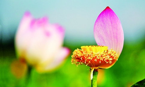 张村镇太阳渡村300亩荷花竞相绽放