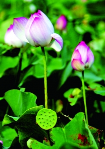 圣天湖景区“一湖江月半湖荷”的荷花景象