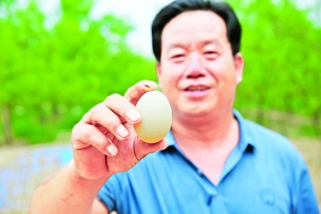 美洲雁落户稷山国家板枣公园