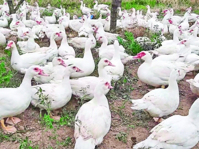 美洲雁落户稷山国家板枣公园