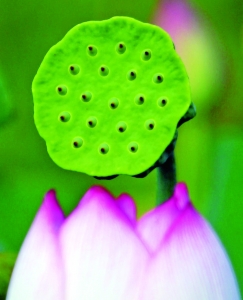 王茅镇下亳村荷花池