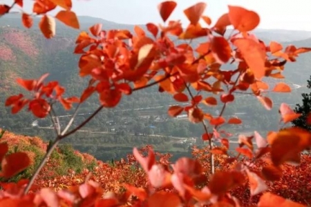 浓烈的红叶点燃秋季的马泉沟