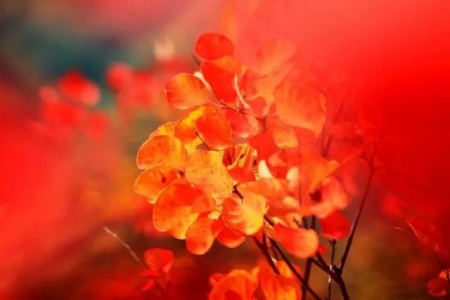 浓烈的红叶点燃秋季的马泉沟