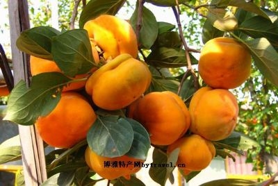 树上煮饼水化柿