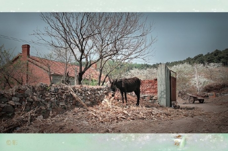 消逝的马泉沟村（四）——最后的记忆