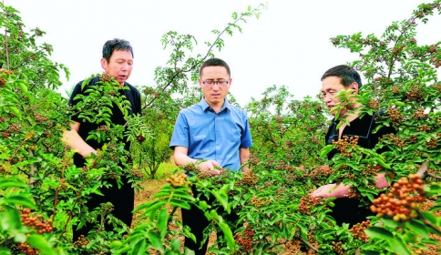 泗交镇优质“大红袍”花椒基地
