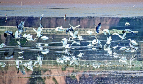 圣天湖景区白鹭及飞鸟