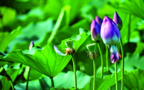 圣天湖景区荷花7月进入盛花期