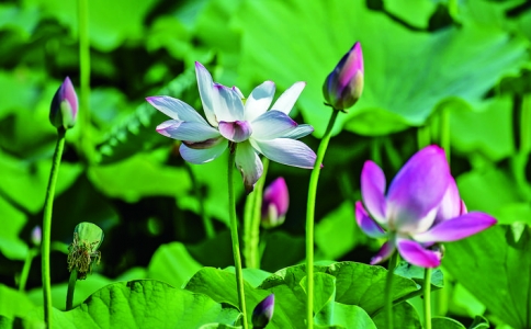 圣天湖景区荷花7月进入盛花期