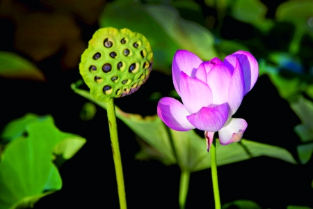 圣天湖景区荷花7月进入盛花期