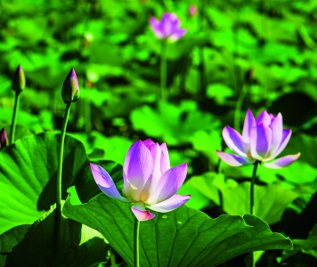 圣天湖景区荷花7月进入盛花期