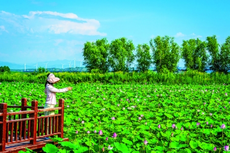 圣天湖景区荷花7月进入盛花期