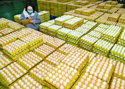 麻花饼子鸡蛋枣——稷山四宝