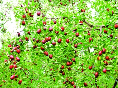 麻花饼子鸡蛋枣——稷山四宝