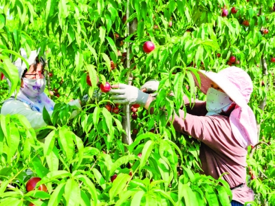 平陆风口桃花源基地枣油桃