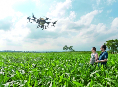 百架无人机喷洒农药，芮城种植大户用上了现代农业新技术