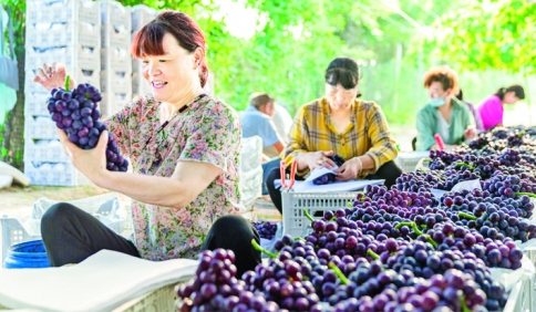 运城农村夏黑葡萄全面上市