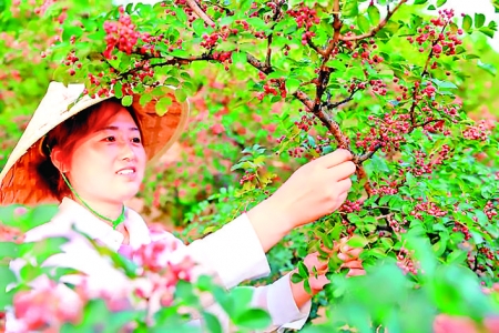 摘大红袍花椒，西村农民笑了