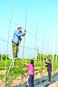 芮城”北斗七星”苹果纳入产业发展计划