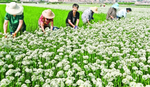 闻喜东河口村已有30多年的韭菜(韭花)种植历史