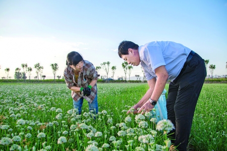 河津市连伯村形成了韭菜产、供、销一条龙产业链