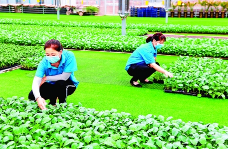 夏县夏鲜蔬菜智慧产业园西红柿、辣椒、黄瓜进入快车道