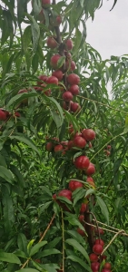 预订珍珠枣油桃苗木，供苗打稷山果树专家茹炜电话