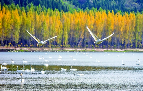 三湾冬韵（平陆县三湾）_河东八景（二十七）