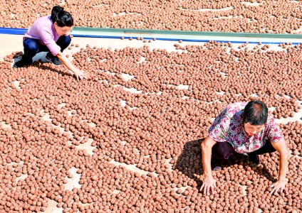 垣曲县办起了3家优质核桃加工企业