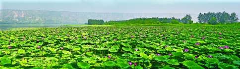圣天清荷（芮城县圣天湖）_河东八景（三十六）