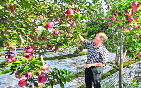 临猗忠定苹果种植专业合作社社员年人均纯收入达2万余元