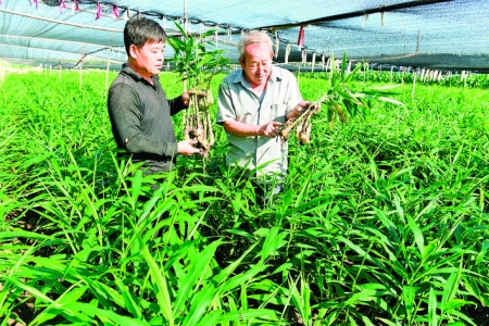 稷山武庆种植专业合作社引导社员种植生姜增收