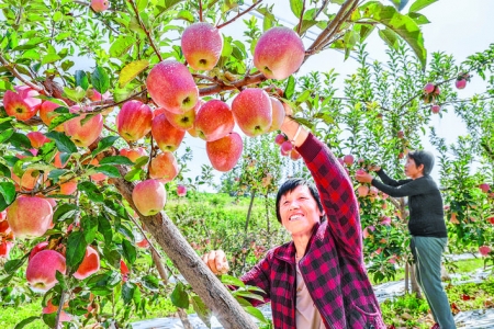 “中秋王”苹果挂满了八政村果园枝头