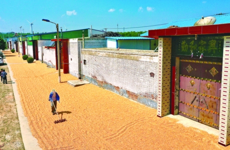 晒玉米——平陆张店