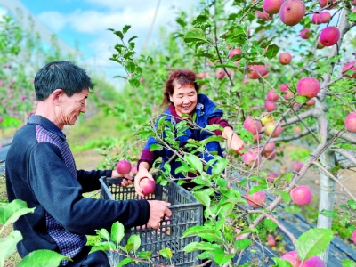 “临猗冬枣”成功申报地理标志证明商标，运城苹果有一响亮品牌