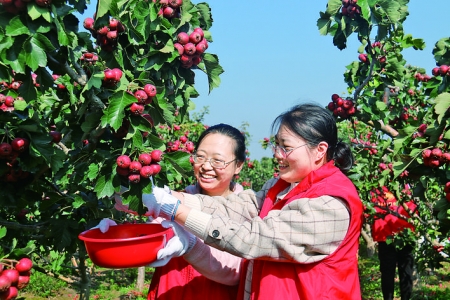 李满堂山楂因雨无法采摘，绛县人社局党员雨季趁时帮忙