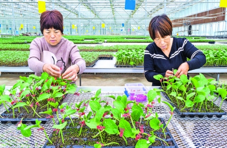 夏县蔬菜播种面积达21.5万亩