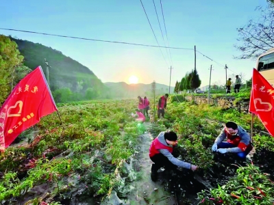 抢收辣椒，志愿服务者20人赴毛家湾
