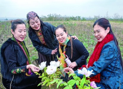 万荣张户坡村的油用牡丹开啦 ！