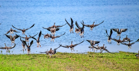 鸿雁栖息盐湖，运城展翅飞翔