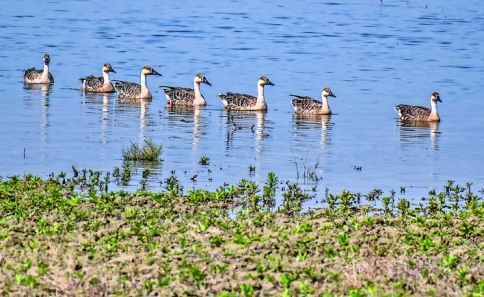 鸿雁栖息盐湖，运城展翅飞翔
