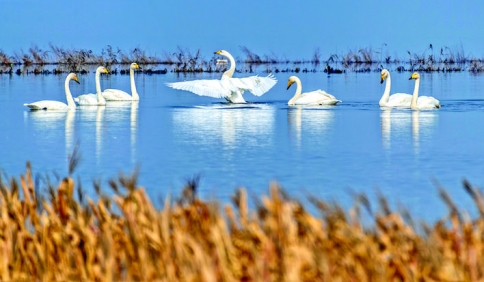 白天鹅让运城盐湖变成了&quot;天鹅湖“