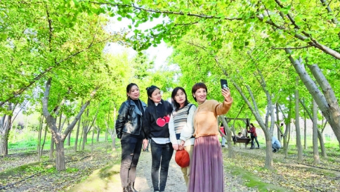 银杏园游客拍照赏景，三管镇菊花、格桑花芬芳
